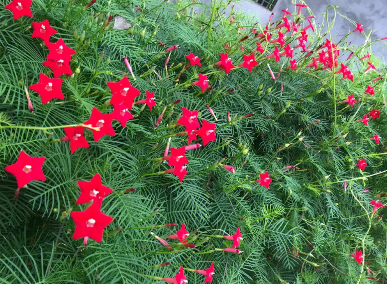 五角星的花叫什么花