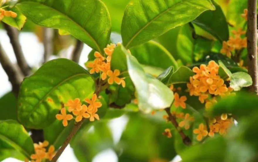 桂花可以直接放水里养吗