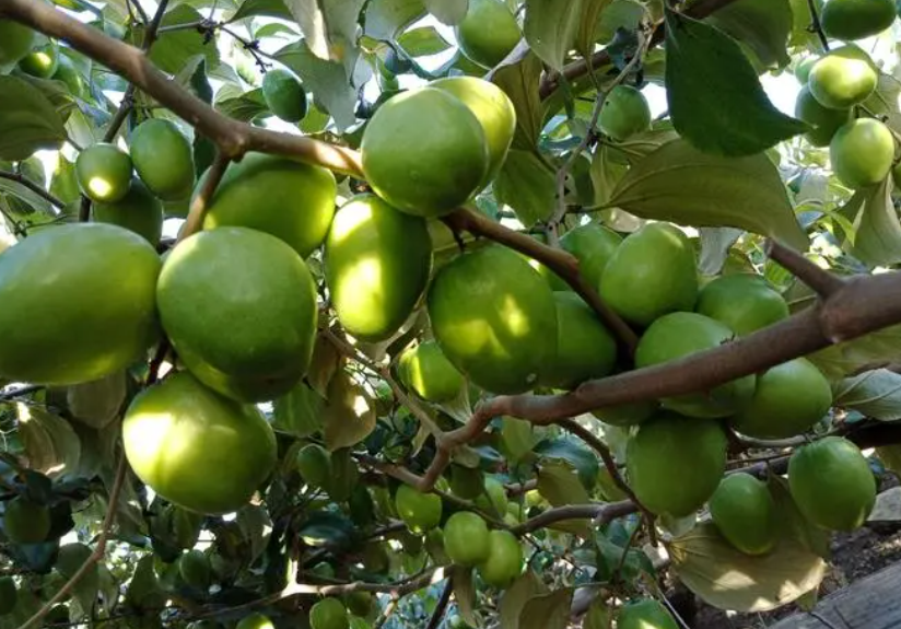 如何才能青枣提前开花