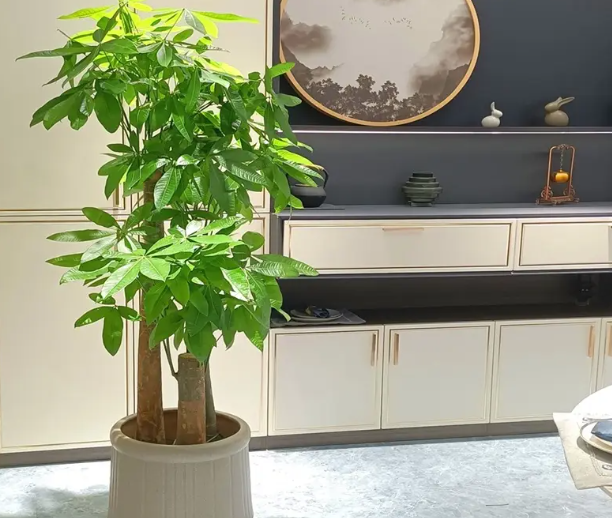 大型发财树多久浇一次水