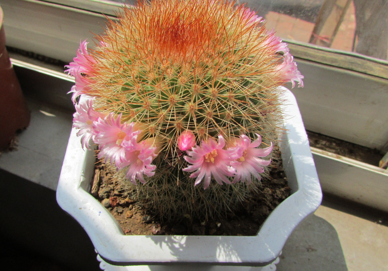 种仙人球多大的花盆合适