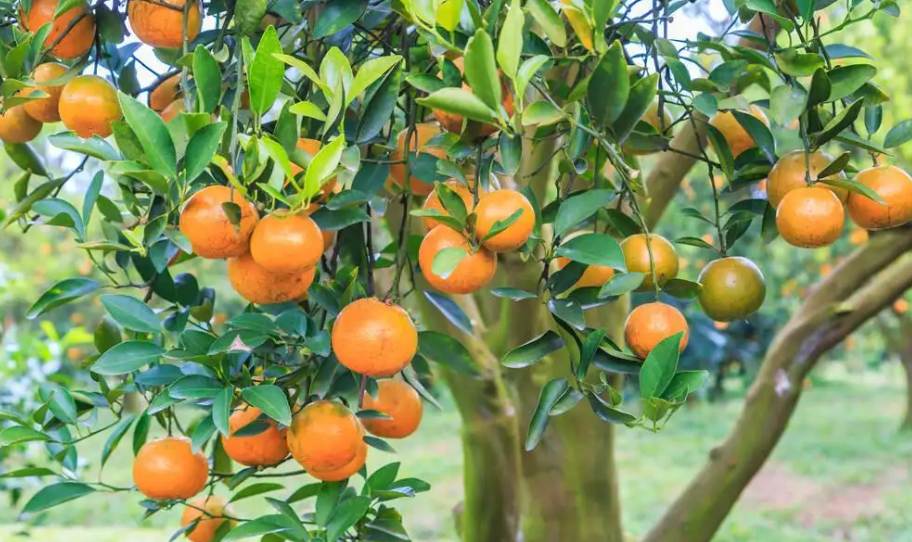 北方盆栽桔子树什么时候修剪