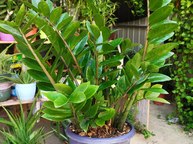 金钱树能不能用啤酒浇