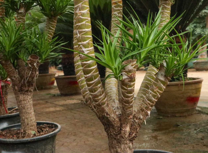 长花龙血树养殖方法