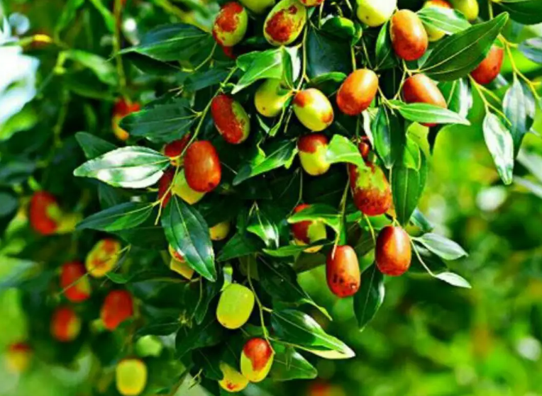 枣树栽在房子什么位置