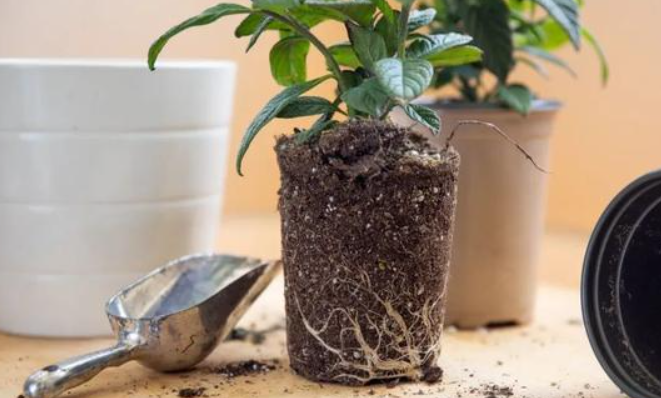 北方什么时候给花换土