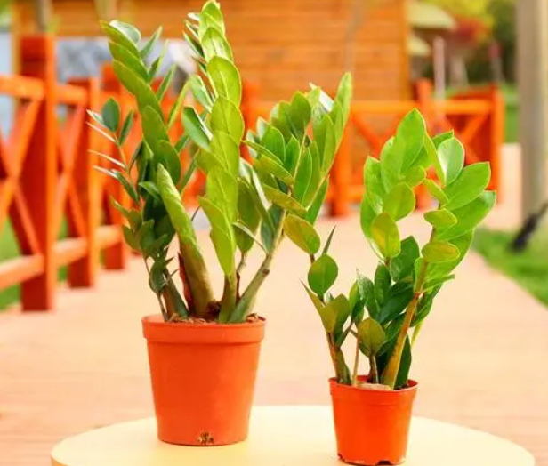 摇钱树适合摆在家里么