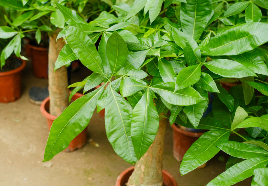 为什么发财树的叶子老是干枯?