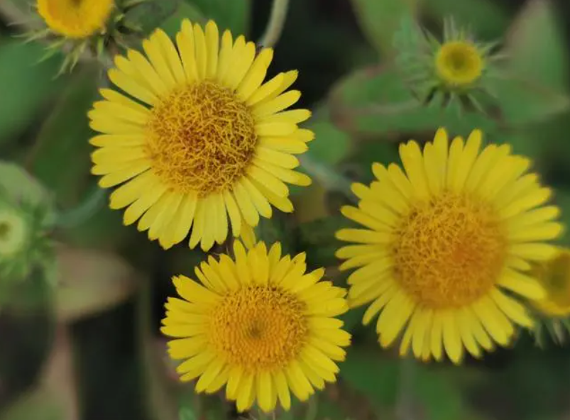 旋覆花一次泡几朵