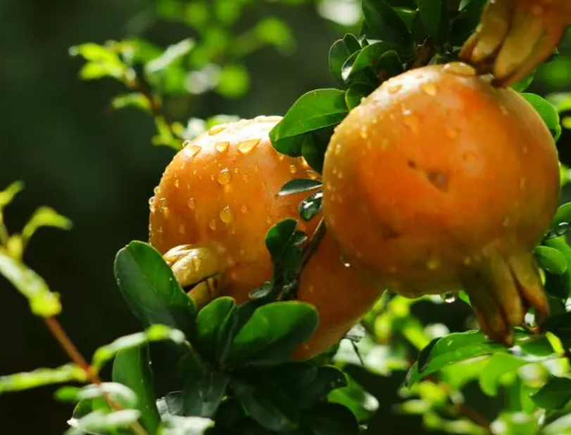 石榴树什么时候移栽