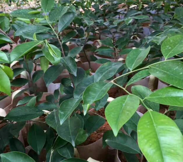 奇楠树适合在山东种植吗