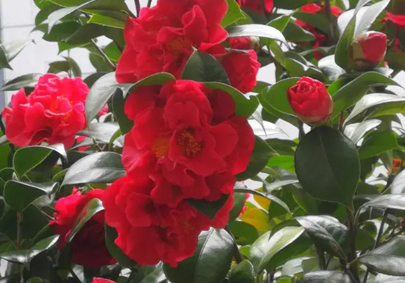 茶花如何养殖方法