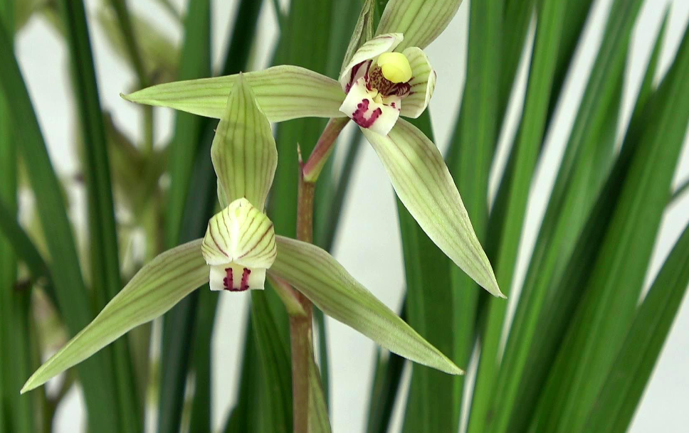 兰花用什么盆栽比较好