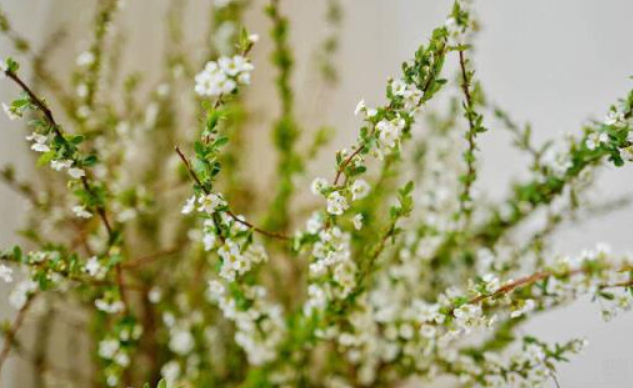 雪柳干枝开过花就报废了吗