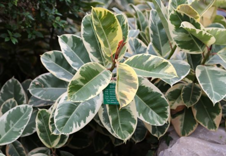 花叶橡皮树和黑金刚哪个好养