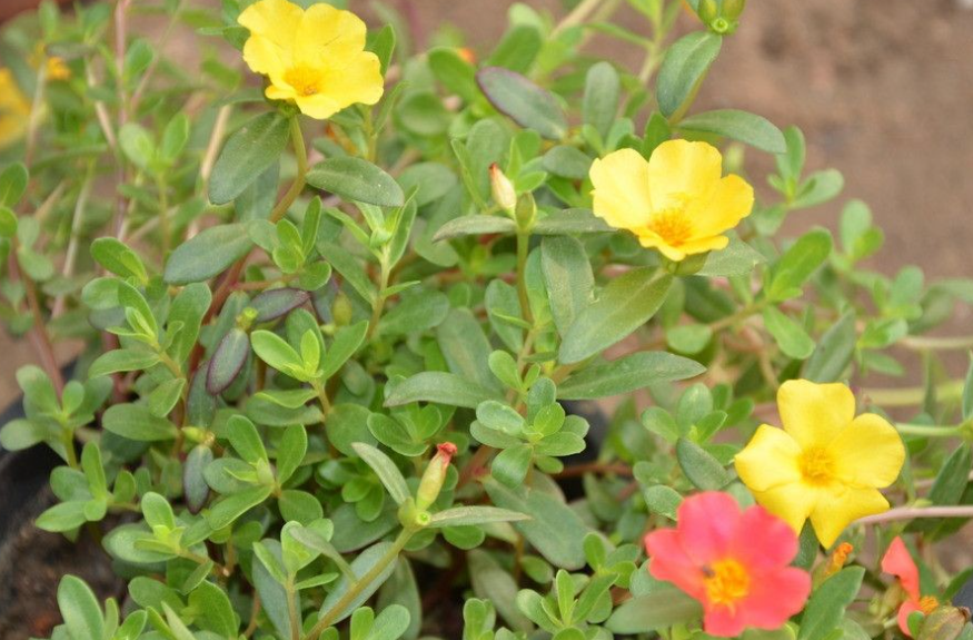 马齿苋花的养殖方法