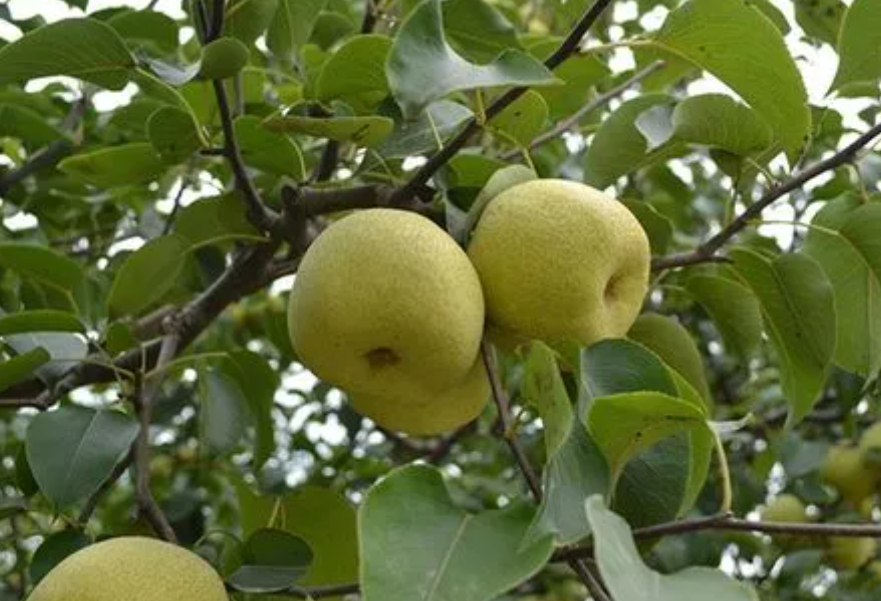 梨树几年开花结果