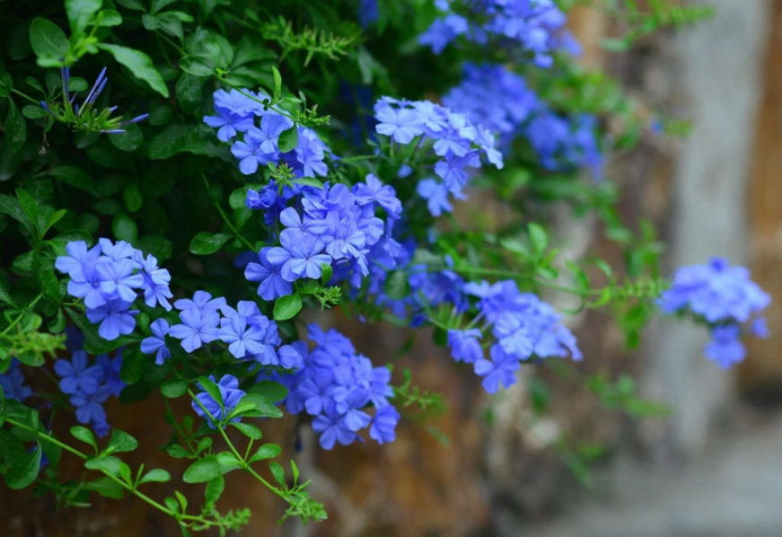 什么季节买蓝雪花好