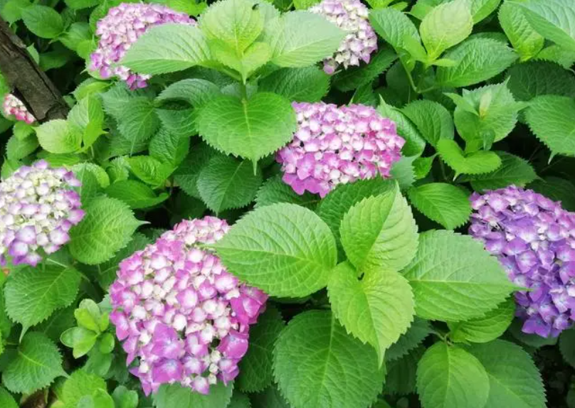 刚买回来的绣球花怎么养护