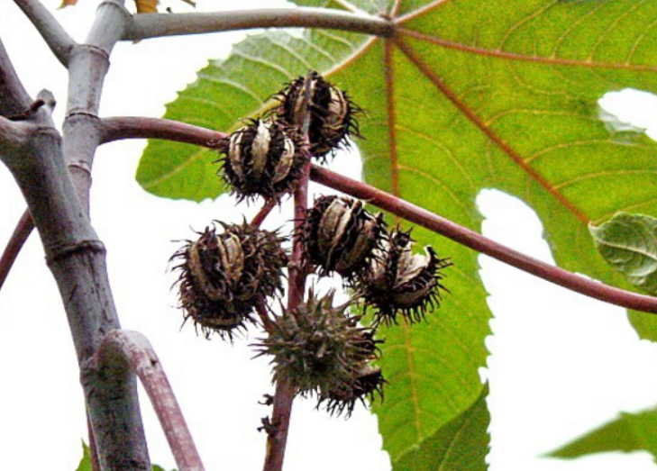 蓖麻子做花肥的方法