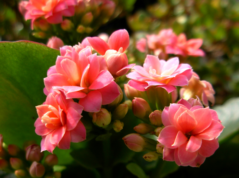 长寿花开完花怎么修剪