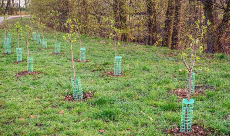 今年新栽的树是否可以施肥
