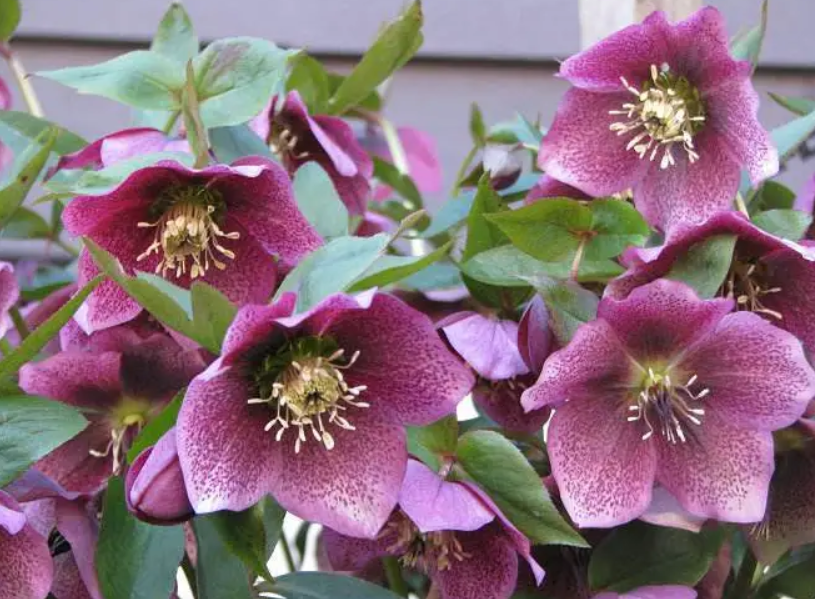 铁筷子一年开几次花