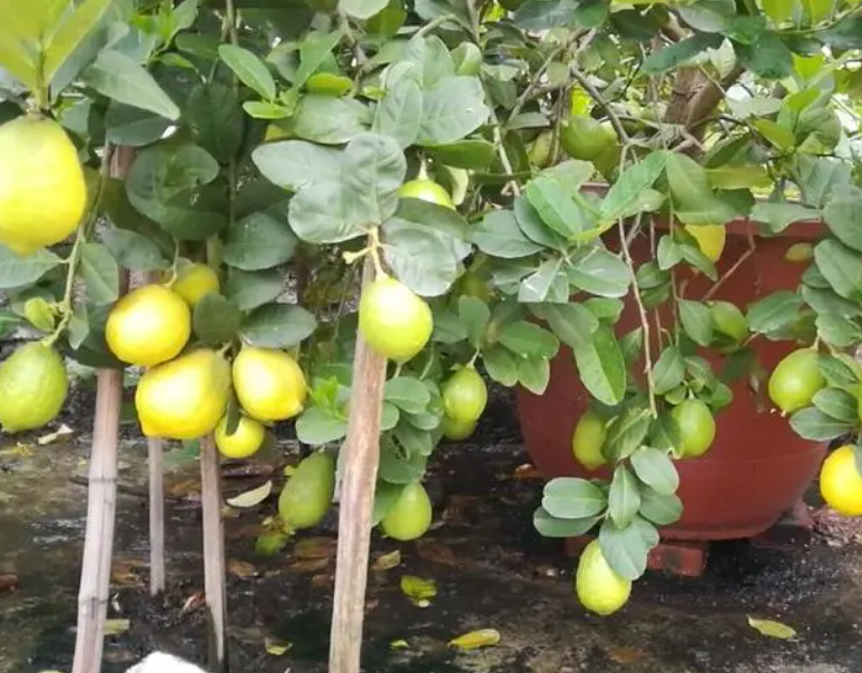 香橼树的种植方法