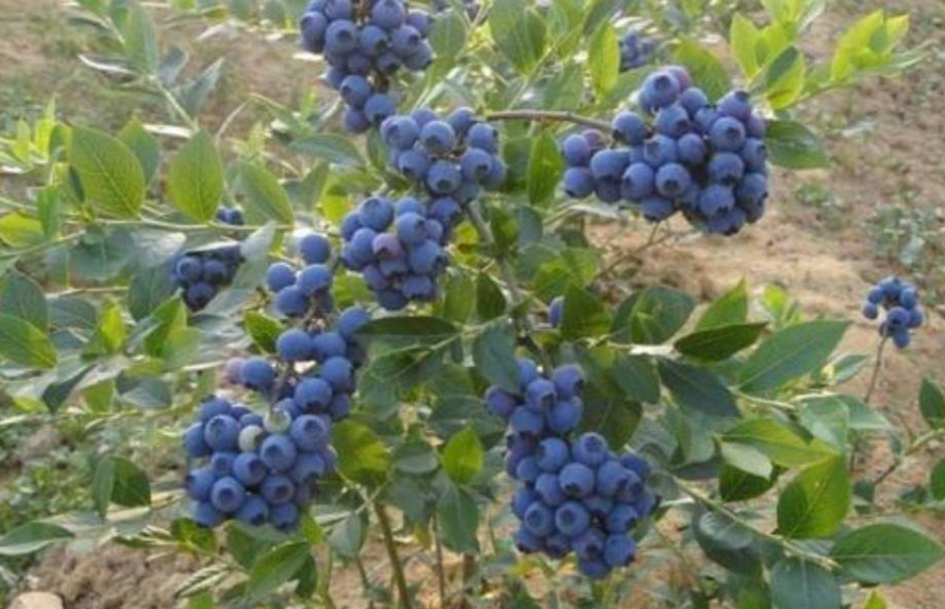 蓝莓树几年后就不会结果了