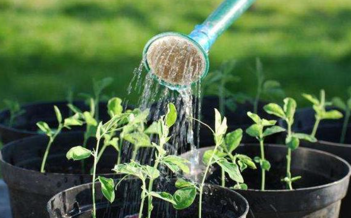 用黄豆水浇花是煮熟好还是生的好