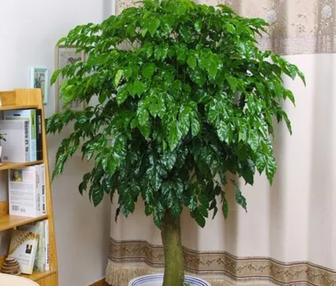 富贵树黄叶掉叶怎么办