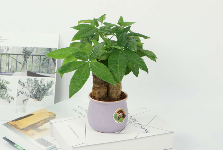 发财树用自吸水的盆还要浇水吗