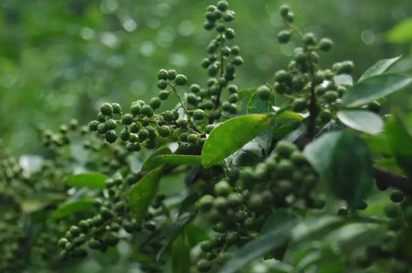 四种人不宜种花椒