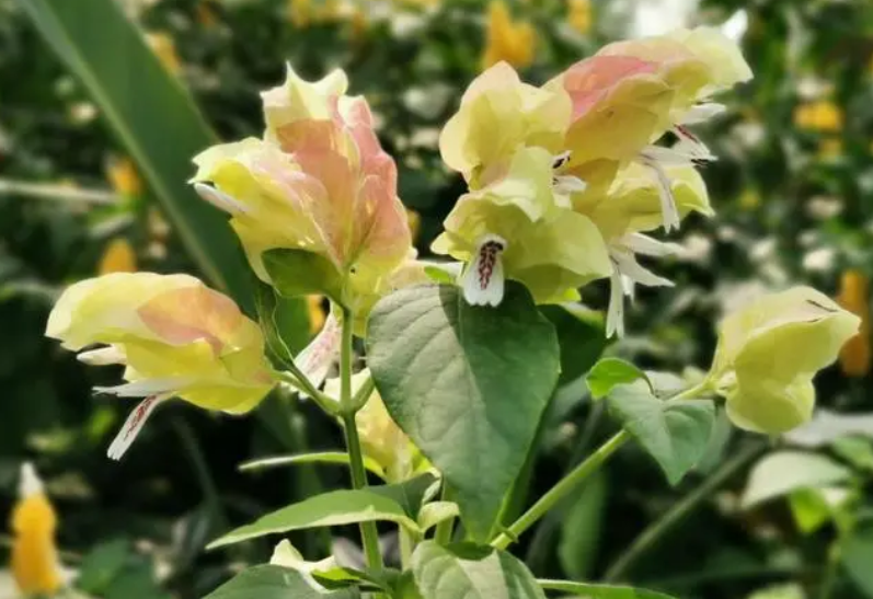 虾衣花可以水培养殖吗