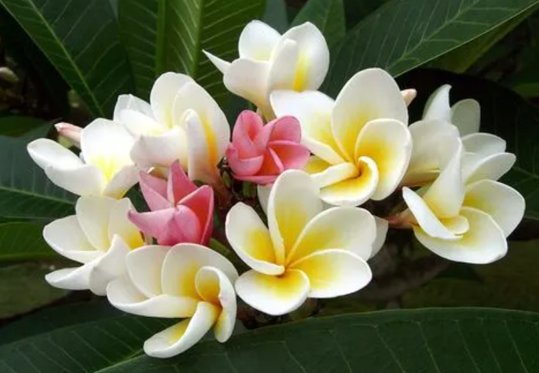 鸡蛋花扦插多久生根