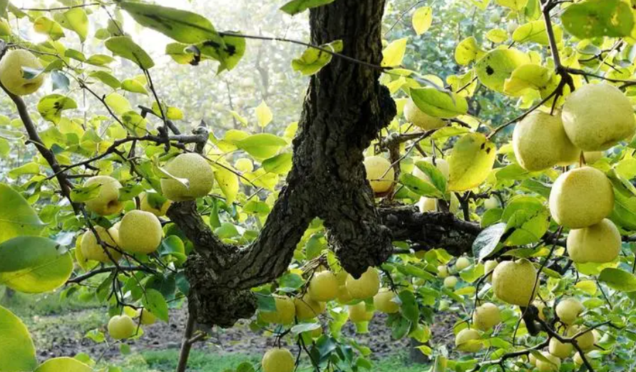 梨树移栽的最佳时间