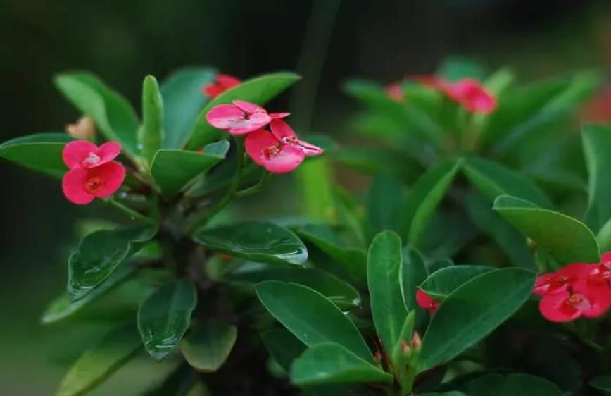 铁海棠的花为什么不红了