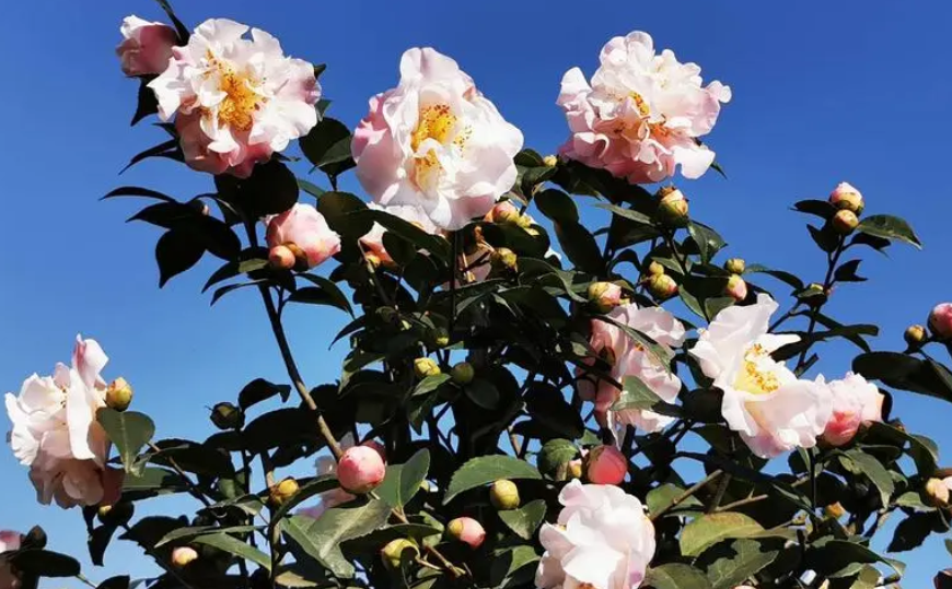 茶花缓苗多久可以晒太阳