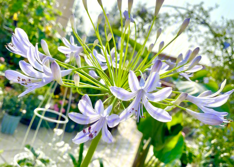 百子莲养几年才开花