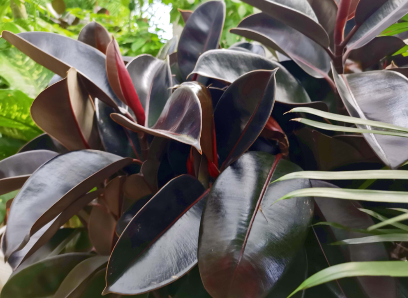 橡皮树用什么水浇最好