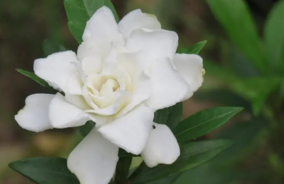 小栀子花怎么养护和注意事项