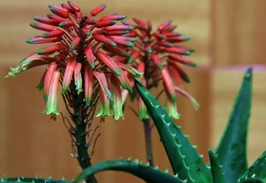 风水学来说芦荟开花预示什么