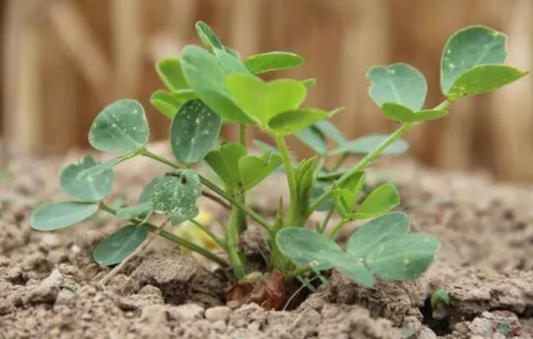 种花生施什么肥高产