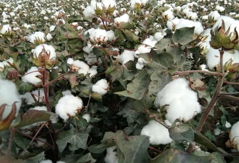 棉花种植方法与步骤