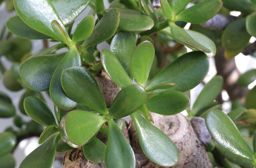 玉树怎么修剪才能长得高