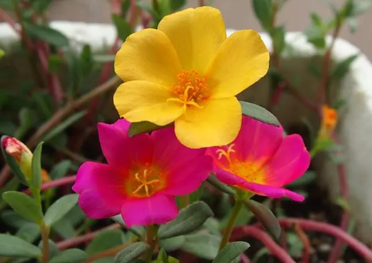 太阳花施什么肥比较好