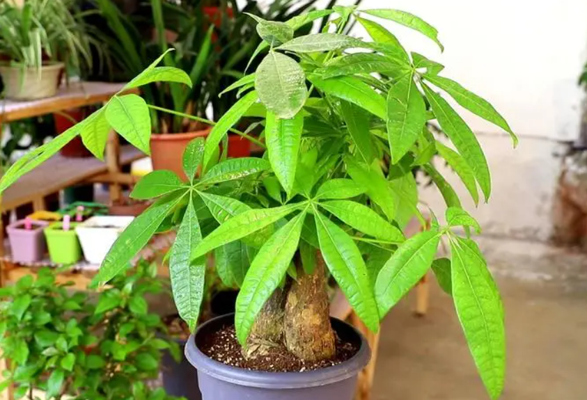 发财树一直不换土行吗