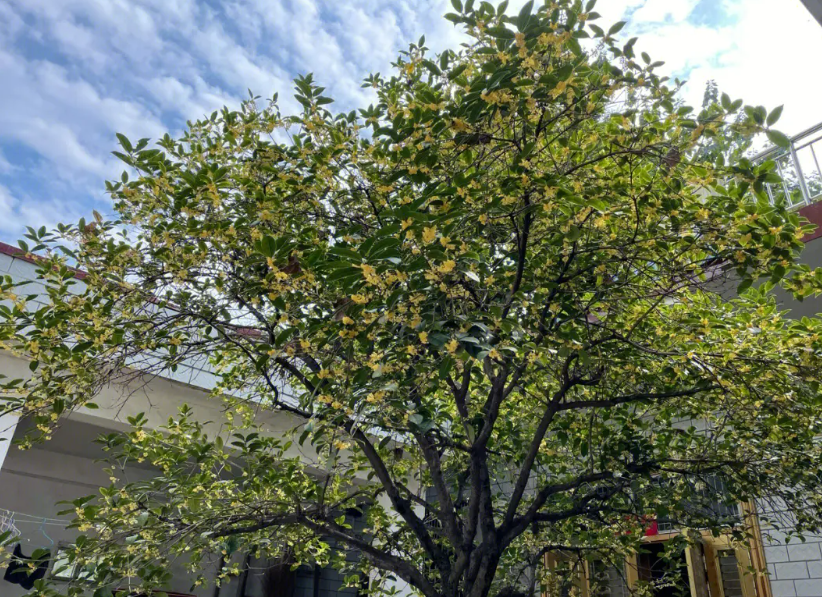 庭院桂花树太大怎么修剪