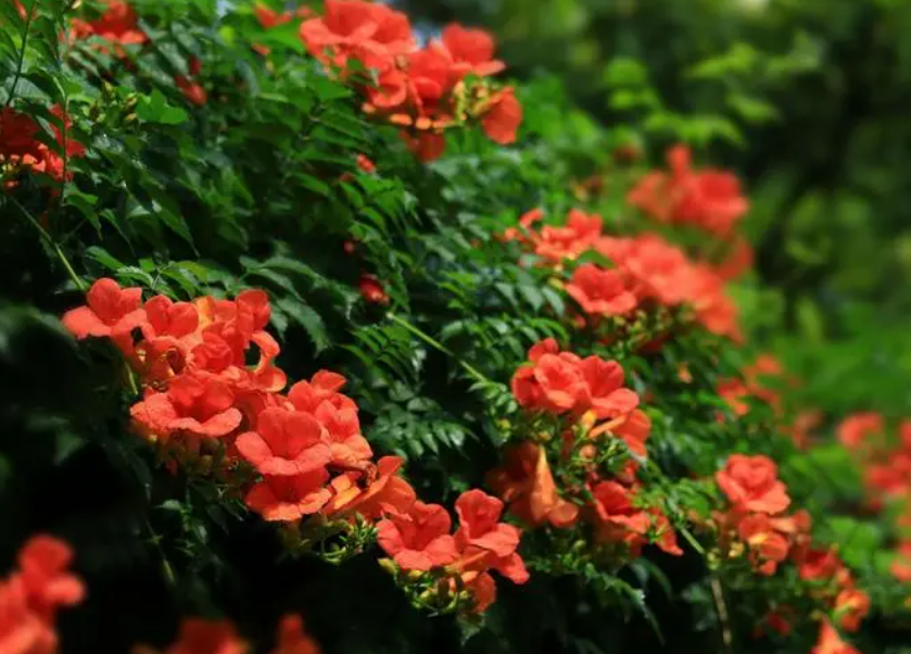 凌霄花怎样扦插什么季节扦插最合适