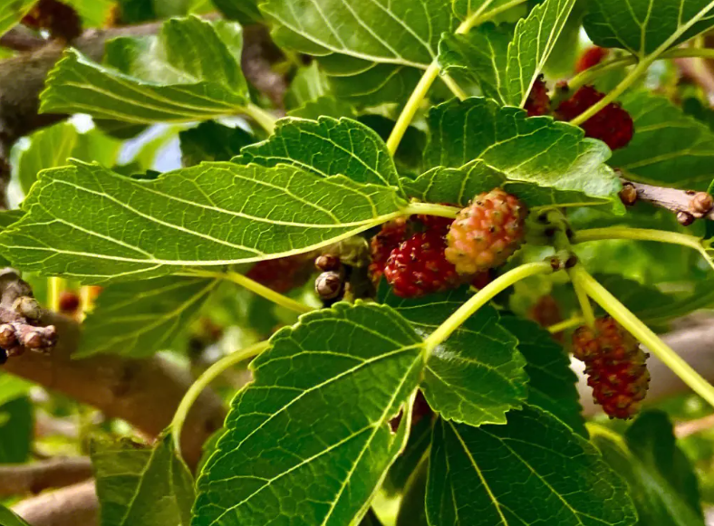 家院能种桑葚树吗